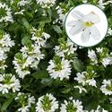 Bild von Scaevola P12 geen kleur White